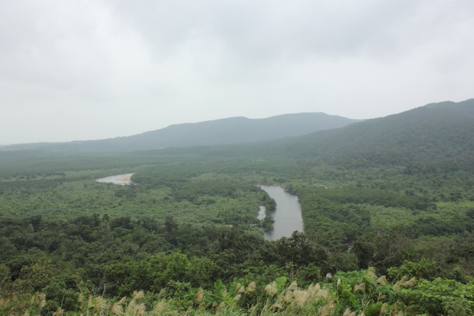 西表島出張―４．大富林道